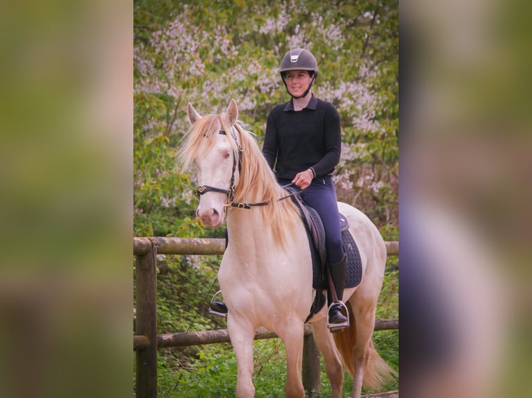 PRE Mix Wałach 3 lat 164 cm Cremello in Rouen