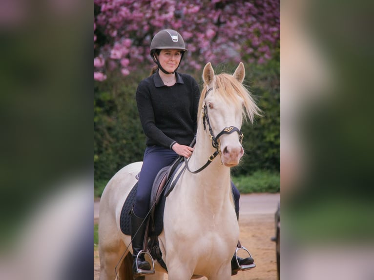 PRE Mix Wałach 3 lat 164 cm Cremello in Rouen