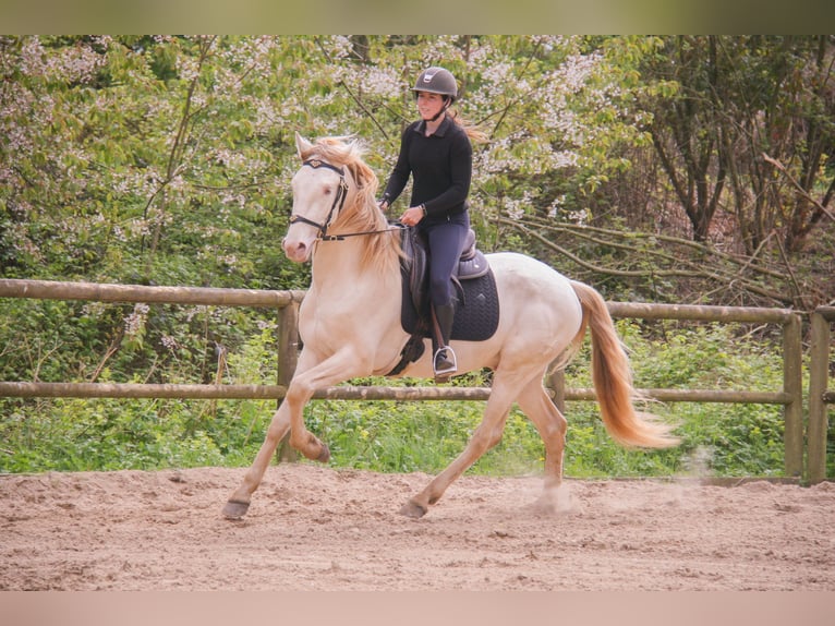 PRE Mix Wałach 3 lat 164 cm Cremello in Rouen
