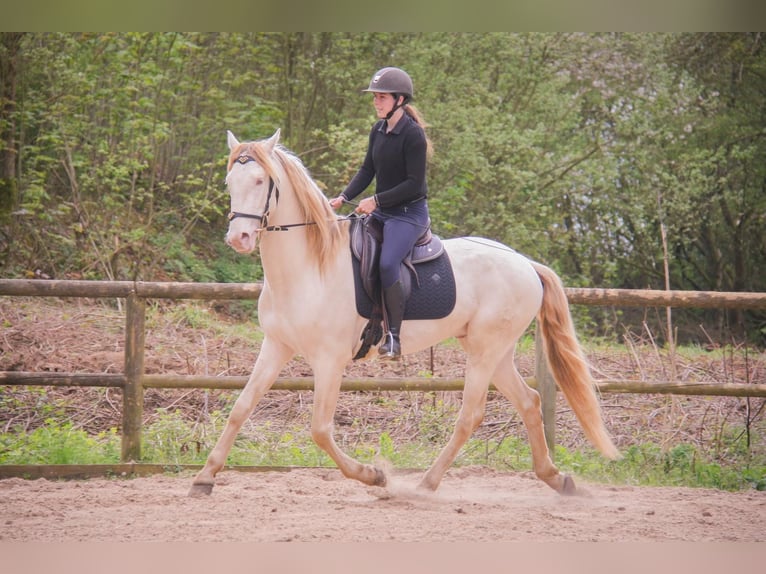 PRE Mix Wałach 3 lat 164 cm Cremello in Rouen