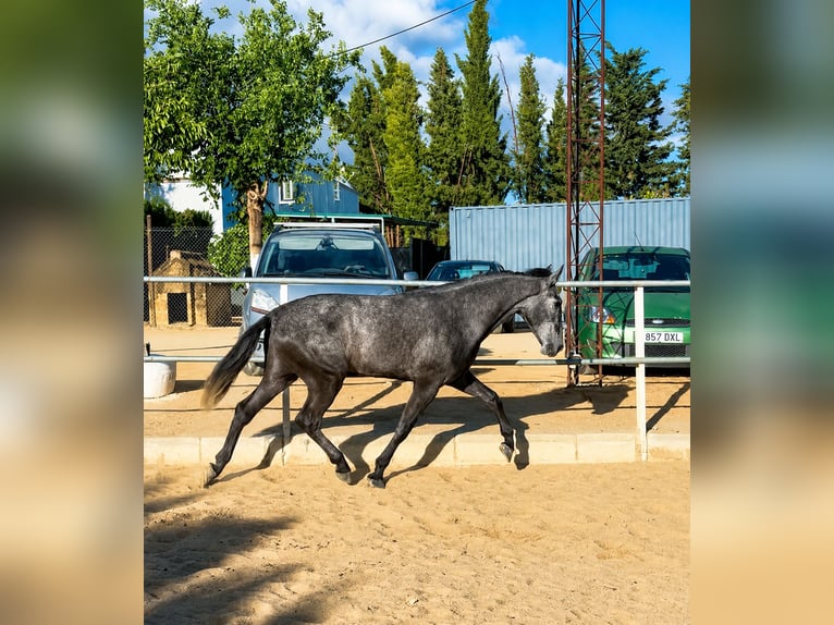 PRE Wałach 3 lat 164 cm Siwa in Sevilla