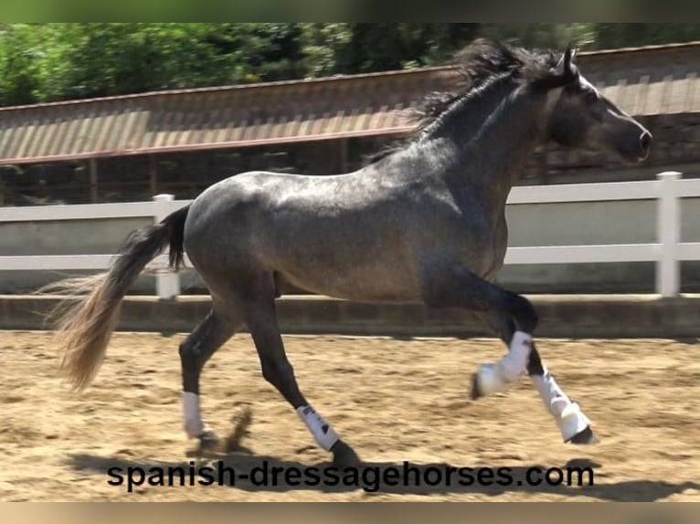 PRE Mix Wałach 3 lat 168 cm Siwa in Barcelona