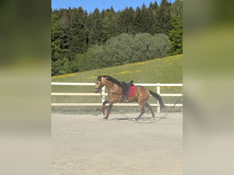 PRE Mix Wałach 4 lat 155 cm Bułana in Niederstaufen