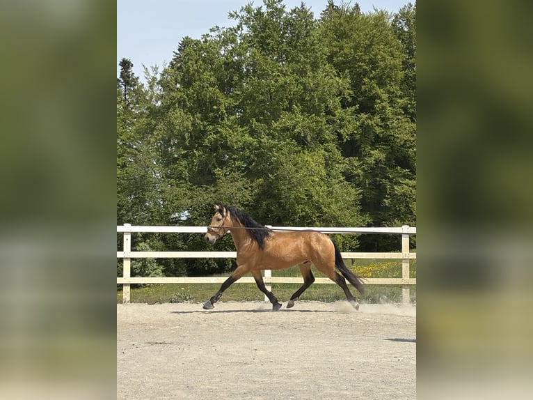 PRE Mix Wałach 4 lat 155 cm Bułana in Niederstaufen