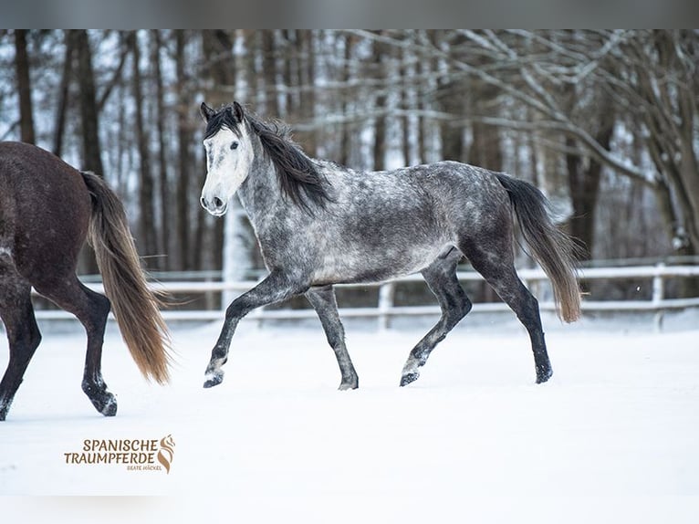 PRE Wałach 4 lat 155 cm Siwa in Stipsdorf
