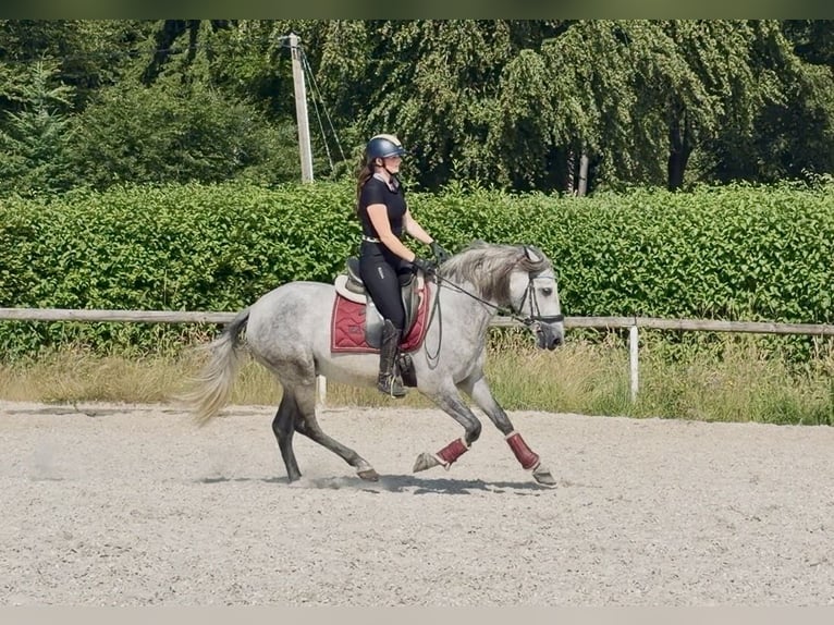 PRE Wałach 4 lat 155 cm Siwa in Neustadt (Wied)