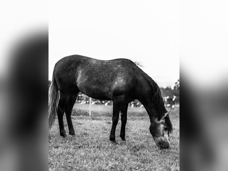 PRE Mix Wałach 4 lat 156 cm Siwa in Mamer