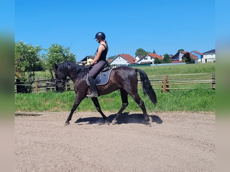 PRE Mix Wałach 4 lat 157 cm Kara in Karlshuld
