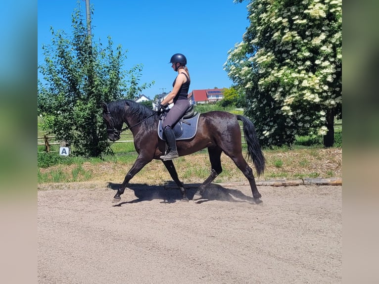 PRE Mix Wałach 4 lat 157 cm Kara in Karlshuld