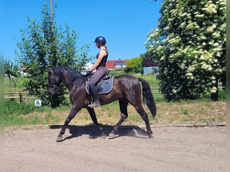 PRE Mix Wałach 4 lat 157 cm Kara in Karlshuld