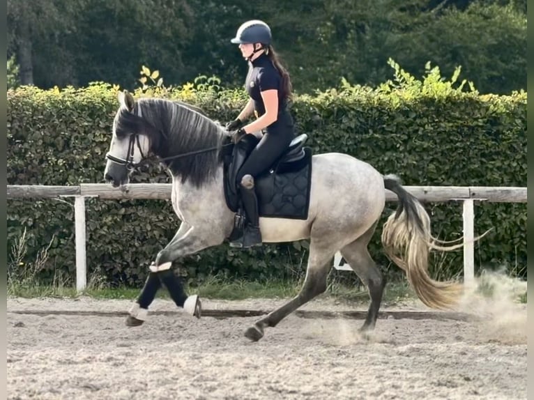 PRE Mix Wałach 4 lat 157 cm Siwa in Neustadt (Wied)