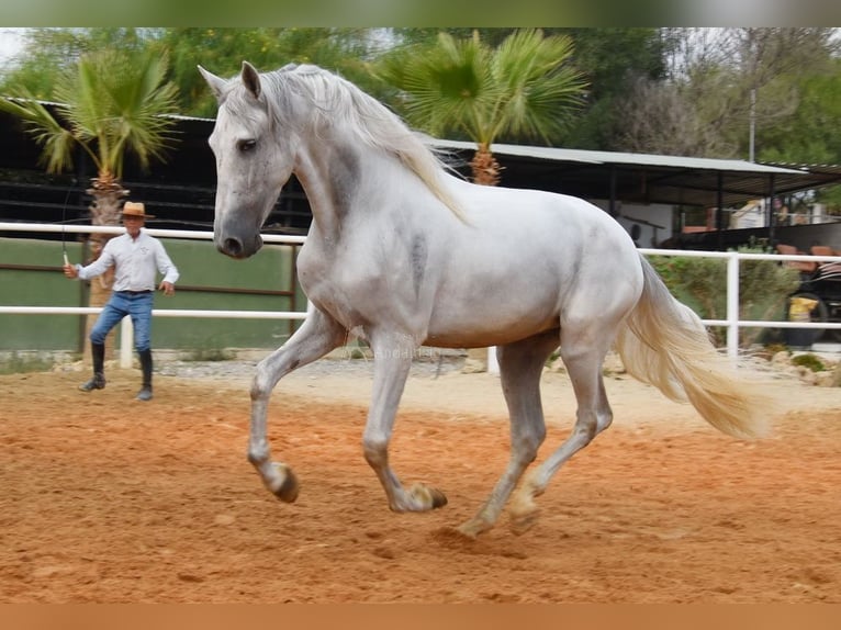 PRE Wałach 4 lat 157 cm Siwa in Provinz Malaga