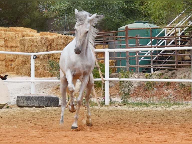 PRE Wałach 4 lat 157 cm Siwa in Provinz Malaga