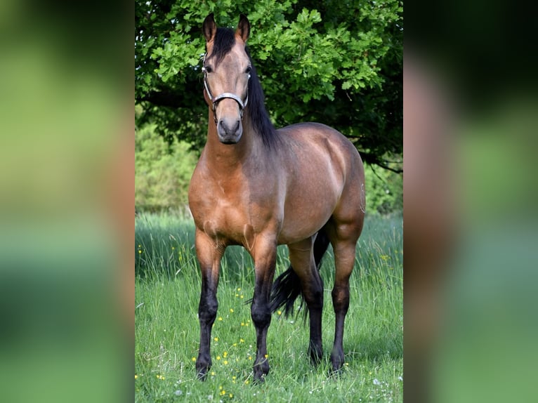 PRE Mix Wałach 4 lat 158 cm Bułana in Stadthagen