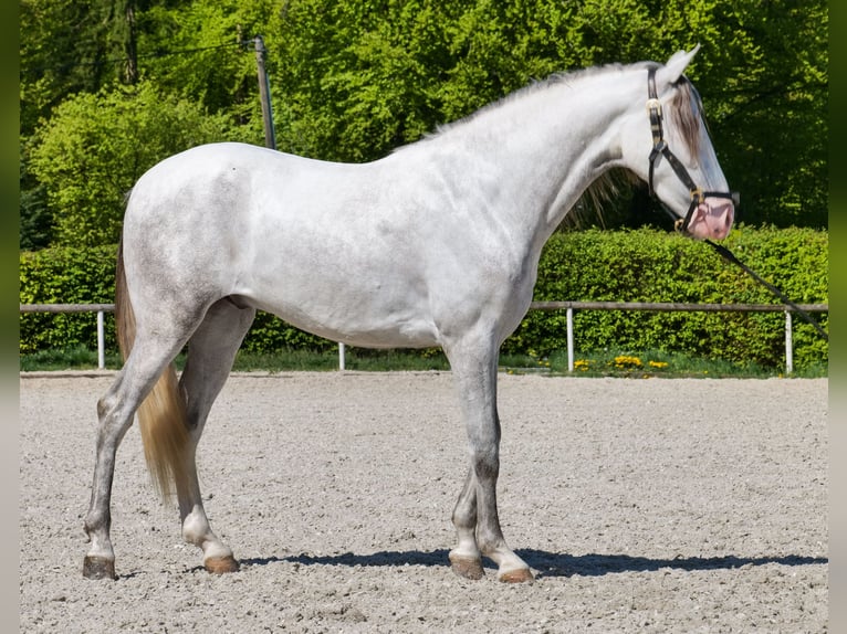 PRE Mix Wałach 4 lat 158 cm  in Neustadt (Wied)