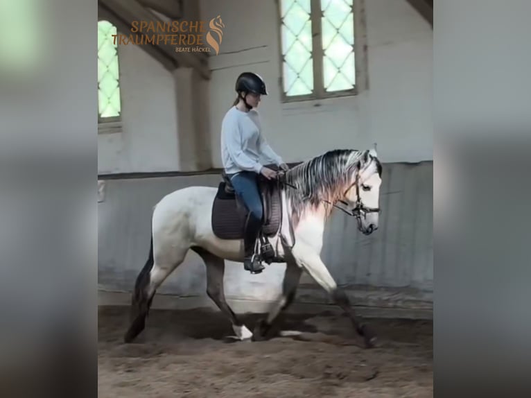 PRE Mix Wałach 4 lat 160 cm Bułana in Fahrenkrug