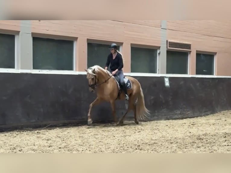 PRE Mix Wałach 4 lat 160 cm Izabelowata in Windhagen