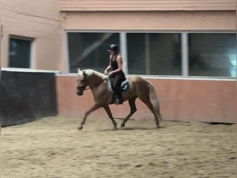 PRE Mix Wałach 4 lat 160 cm Izabelowata in Windhagen