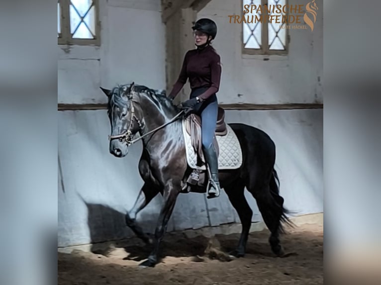 PRE Mix Wałach 4 lat 160 cm Kara in Traventhal