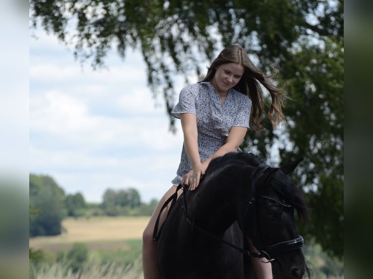 PRE Wałach 4 lat 160 cm Kara in Grebenhain