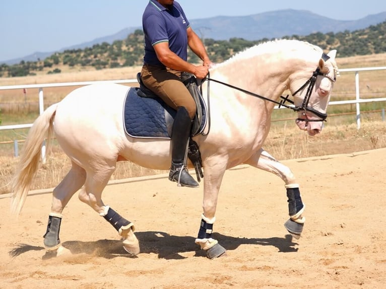 PRE Mix Wałach 4 lat 160 cm Perlino in Navas Del Madro&#xF1;o