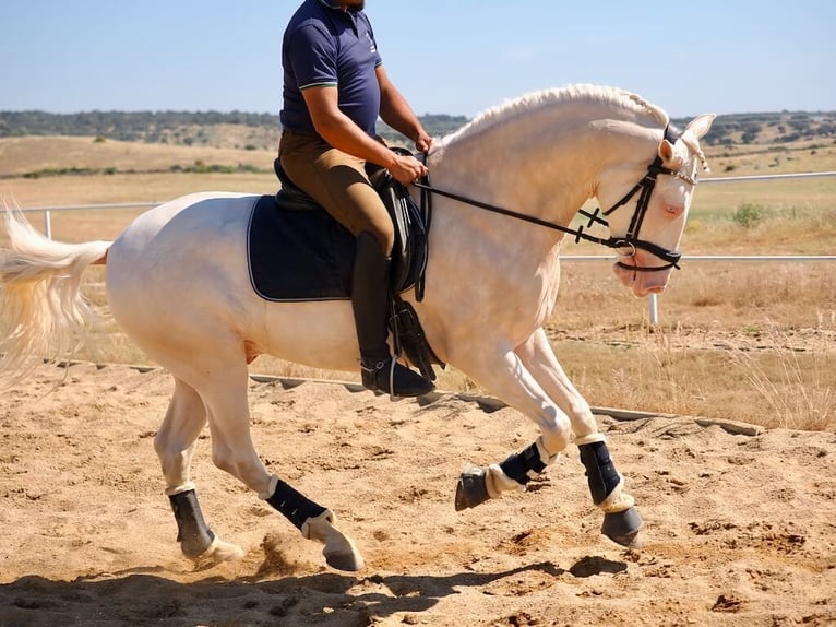 PRE Mix Wałach 4 lat 160 cm Perlino in Navas Del Madro&#xF1;o