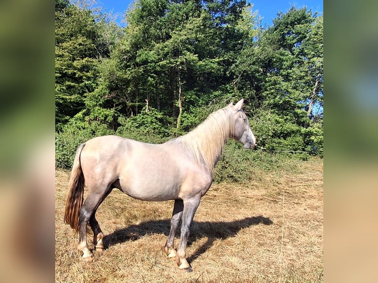PRE Mix Wałach 4 lat 162 cm Stalowosiwy in Montreux-Jeune