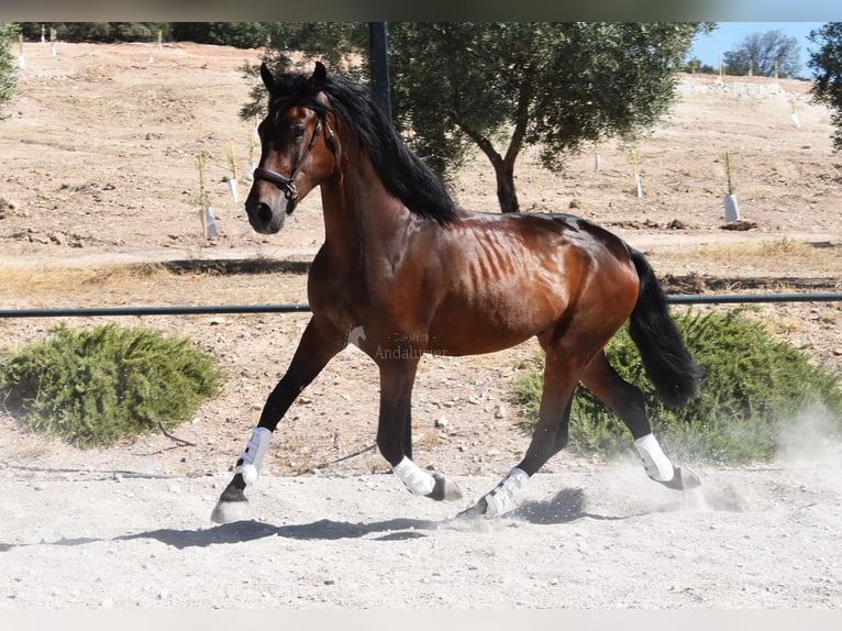 PRE Mix Wałach 4 lat 163 cm Ciemnogniada in Provinz Granada