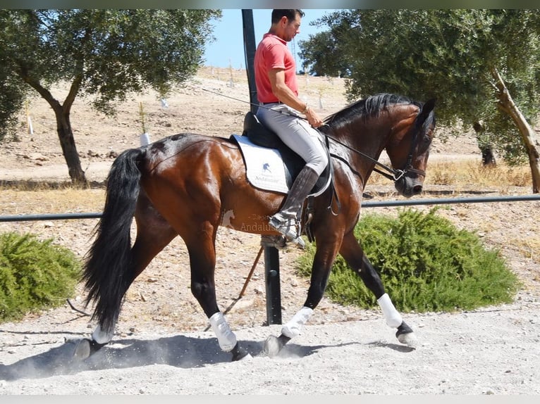 PRE Mix Wałach 4 lat 163 cm Ciemnogniada in Provinz Granada