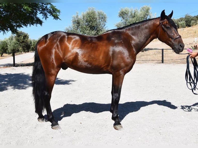 PRE Mix Wałach 4 lat 163 cm Ciemnogniada in Provinz Granada