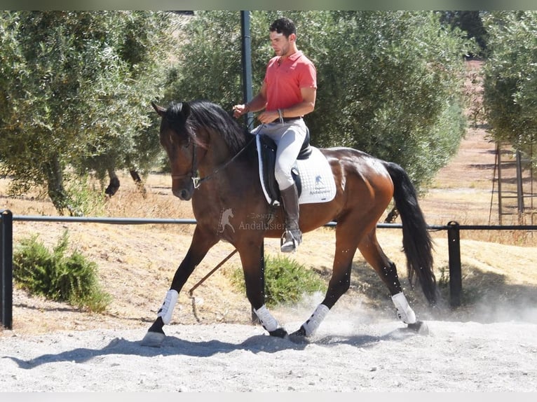 PRE Mix Wałach 4 lat 163 cm Ciemnogniada in Provinz Granada