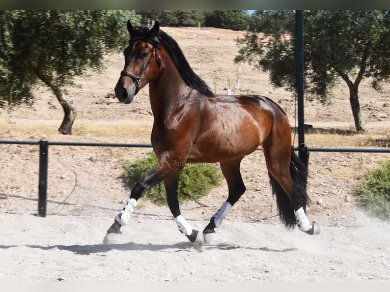 PRE Mix Wałach 4 lat 163 cm Ciemnogniada in Provinz Granada