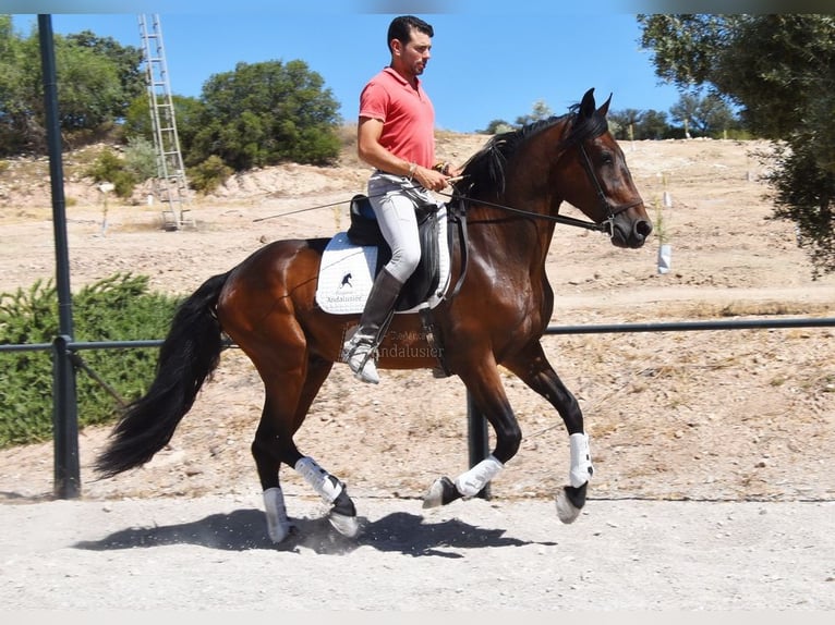 PRE Mix Wałach 4 lat 163 cm Ciemnogniada in Provinz Granada