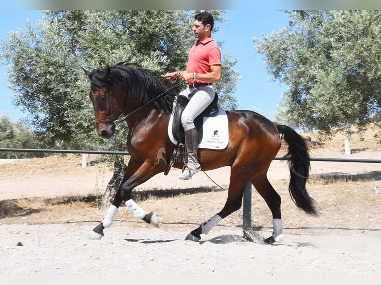 PRE Mix Wałach 4 lat 163 cm Ciemnogniada in Provinz Granada