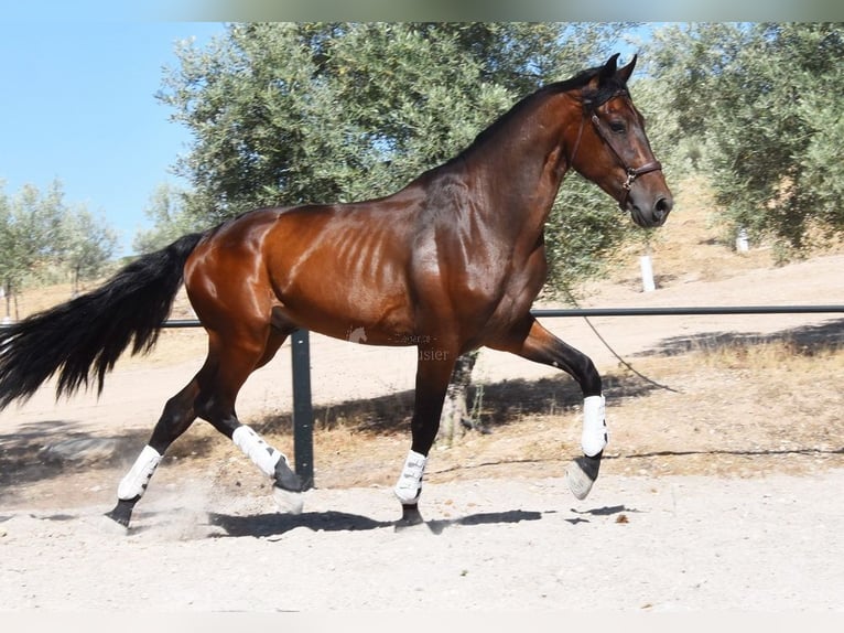 PRE Mix Wałach 4 lat 163 cm Ciemnogniada in Provinz Granada