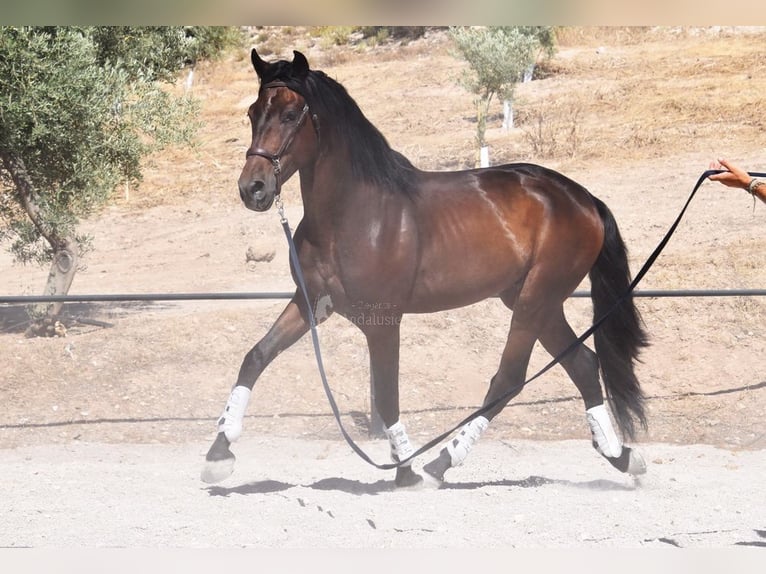 PRE Mix Wałach 4 lat 163 cm Ciemnogniada in Provinz Granada