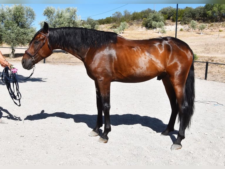 PRE Mix Wałach 4 lat 163 cm Ciemnogniada in Provinz Granada