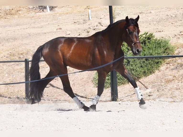 PRE Mix Wałach 4 lat 163 cm Ciemnogniada in Provinz Granada