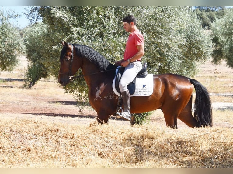 PRE Mix Wałach 4 lat 163 cm Ciemnogniada in Provinz Granada