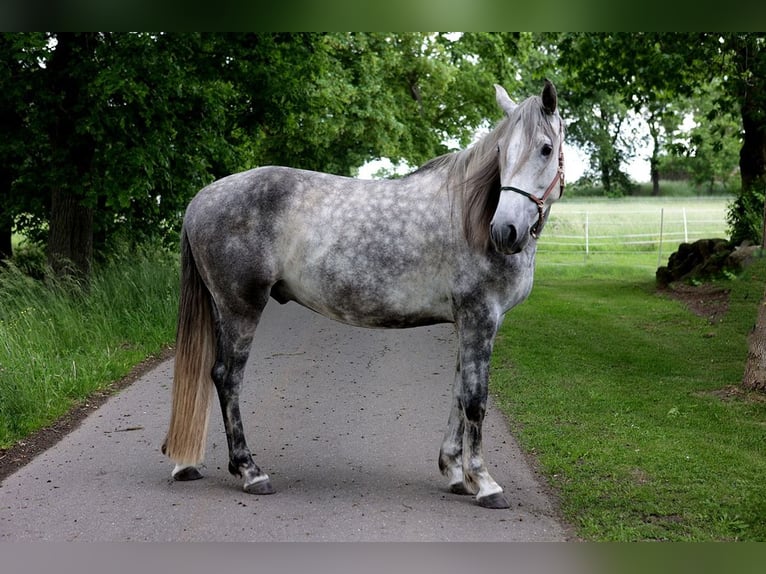 PRE Wałach 4 lat 163 cm Siwa in Kollow