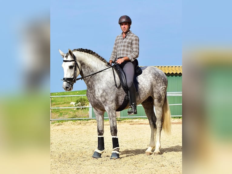 PRE Mix Wałach 4 lat 163 cm Siwa in Las Pi&#xF1;as