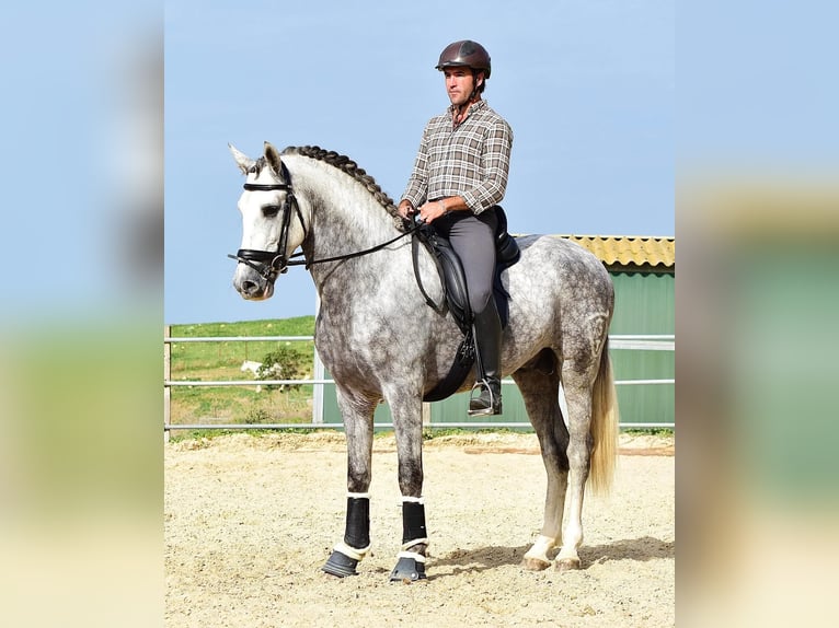 PRE Mix Wałach 4 lat 163 cm Siwa in Las Pi&#xF1;as