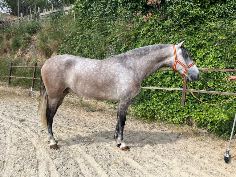 PRE Mix Wałach 4 lat 163 cm Siwa in Terrassa