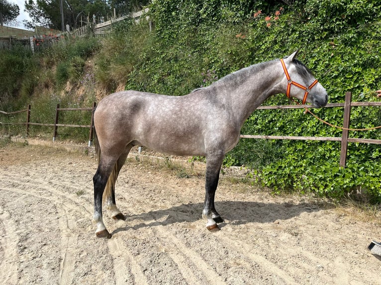 PRE Mix Wałach 4 lat 163 cm Siwa in Terrassa