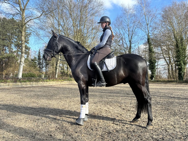 PRE Mix Wałach 4 lat 164 cm Kara in Sottrum
