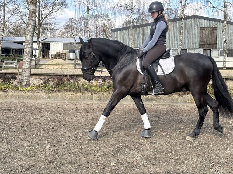 PRE Mix Wałach 4 lat 164 cm Kara in Sottrum