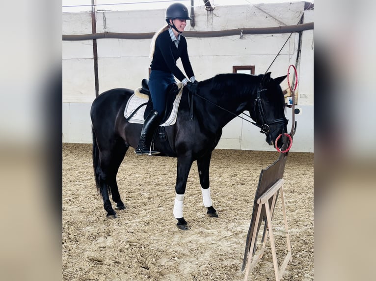 PRE Mix Wałach 4 lat 164 cm Kara in Sottrum
