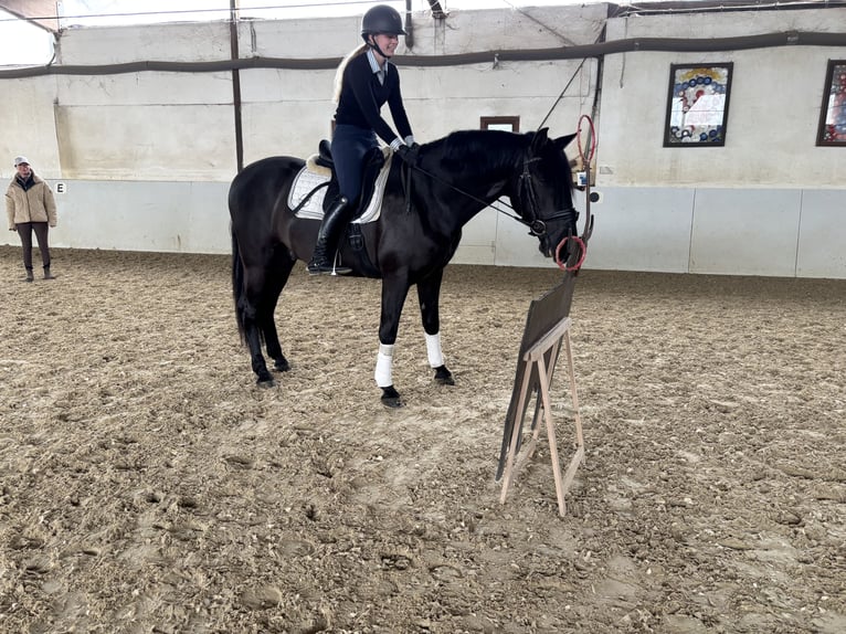 PRE Mix Wałach 4 lat 164 cm Kara in Sottrum