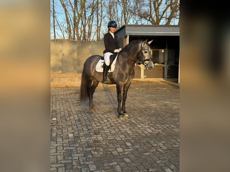 PRE Mix Wałach 4 lat 164 cm Siwa in Grebenhain