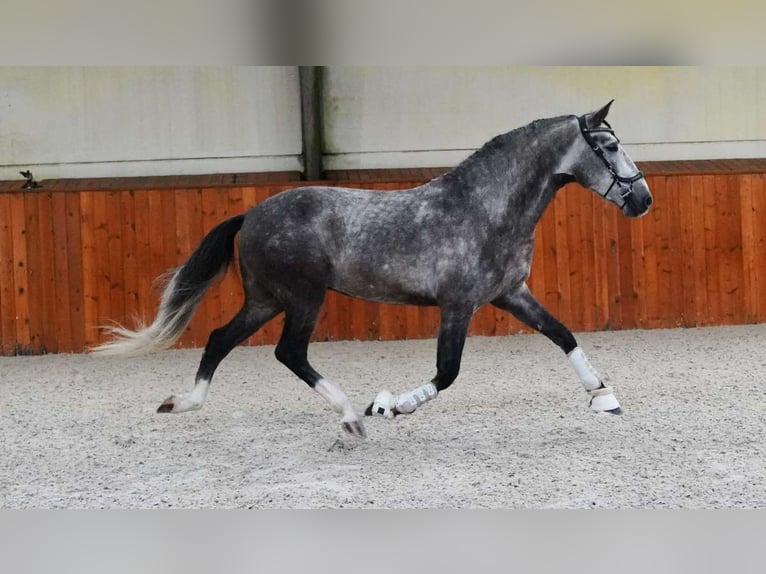 PRE Mix Wałach 4 lat 164 cm Siwa in Soltendieck
